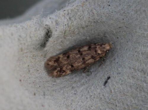 Bryotropha sp.